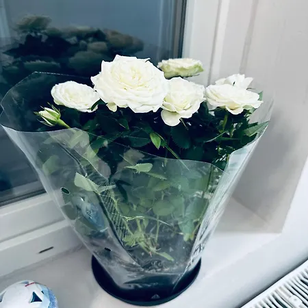 Serbian House 住宿加早餐酒店 蒂米什瓦拉